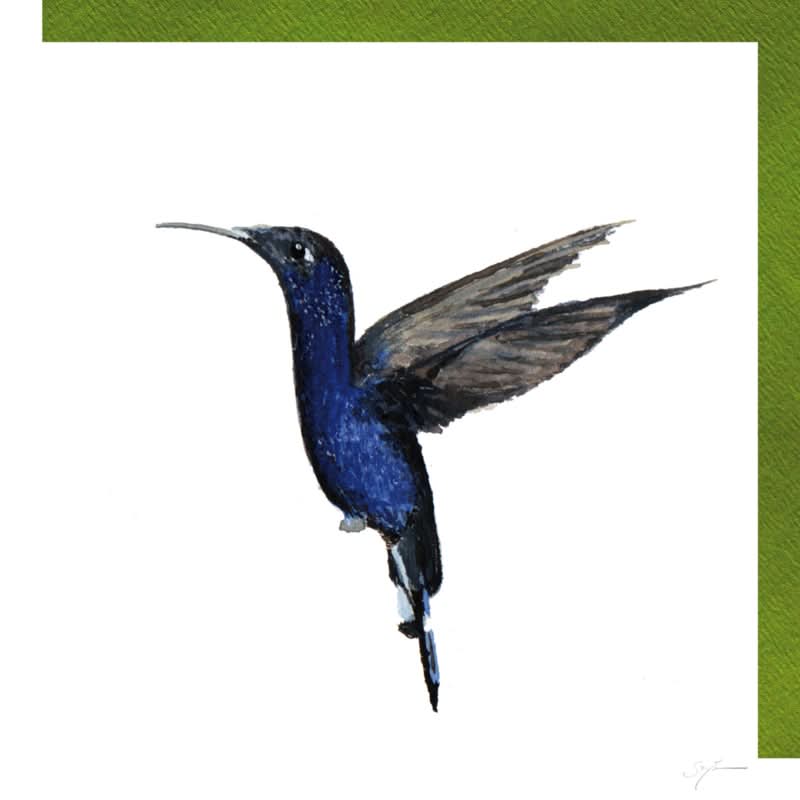 Colibri